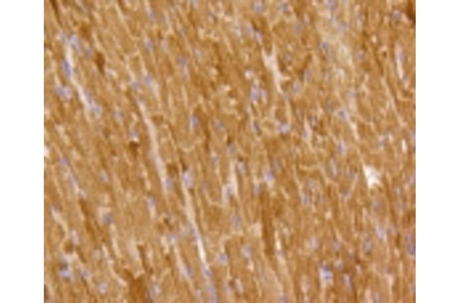 Anti-PHB Antibody from Bioworld Technology (BS9857M) - Antibodies.com