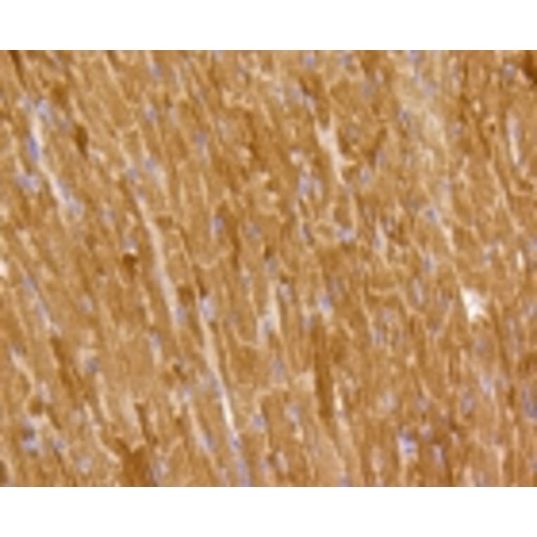 Anti-PHB Antibody from Bioworld Technology (BS9857M) - Antibodies.com