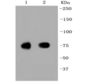 Anti-SCARB1 Antibody from Bioworld Technology (BS9858M) - Antibodies.com