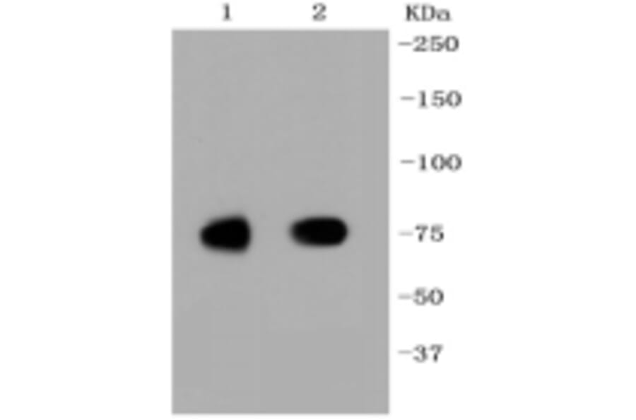 Anti-SCARB1 Antibody from Bioworld Technology (BS9858M) - Antibodies.com