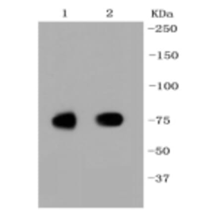 Anti-SCARB1 Antibody from Bioworld Technology (BS9858M) - Antibodies.com