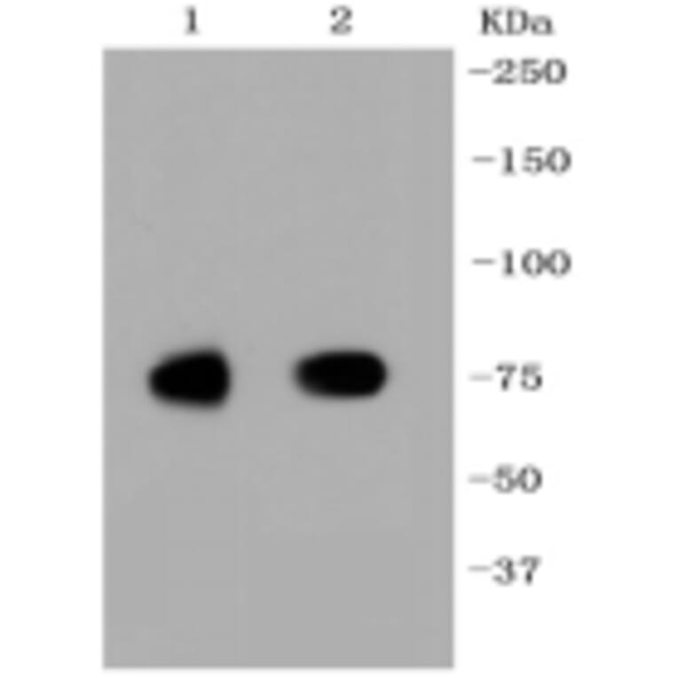 Anti-SCARB1 Antibody from Bioworld Technology (BS9858M) - Antibodies.com