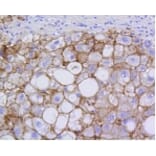 Anti-SCARB1 Antibody from Bioworld Technology (BS9858M) - Antibodies.com