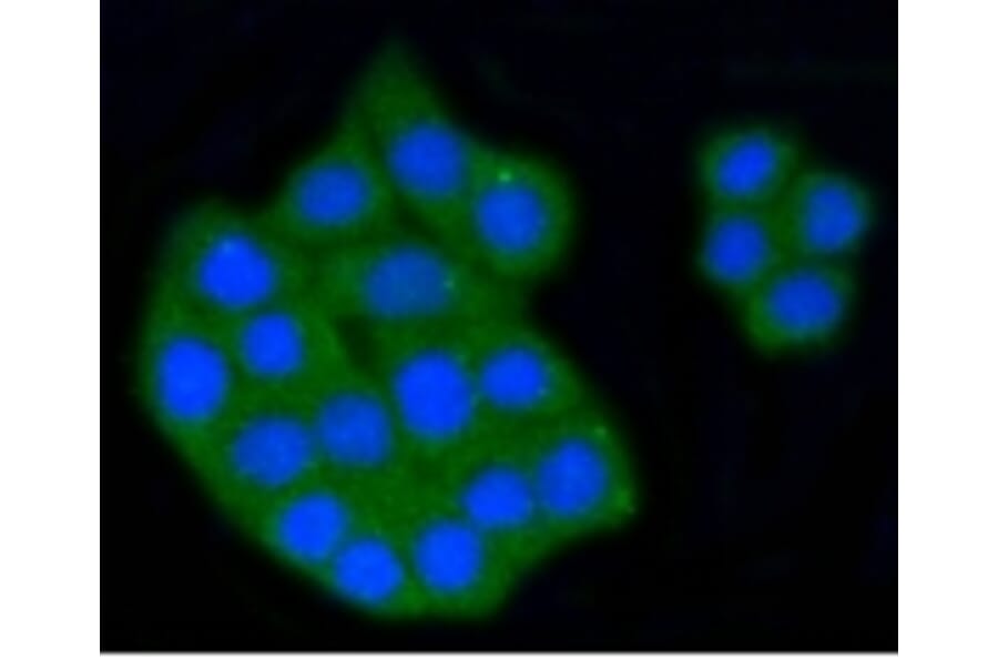 Anti-SCARB1 Antibody from Bioworld Technology (BS9858M) - Antibodies.com