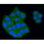 Anti-SCARB1 Antibody from Bioworld Technology (BS9858M) - Antibodies.com