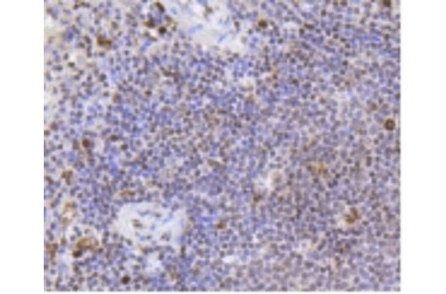 Anti-SCARB1 Antibody from Bioworld Technology (BS9858M) - Antibodies.com