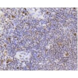 Anti-SCARB1 Antibody from Bioworld Technology (BS9858M) - Antibodies.com