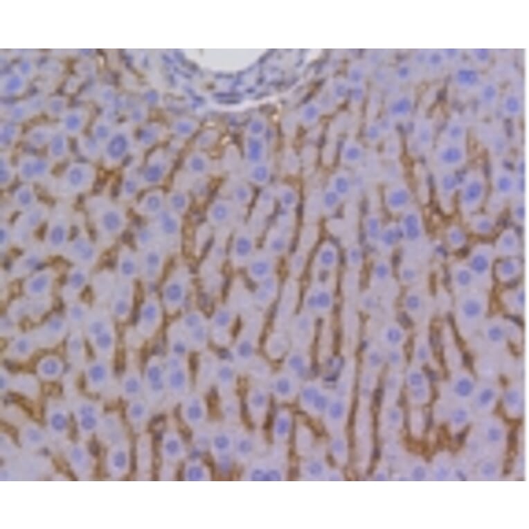 Anti-SCARB1 Antibody from Bioworld Technology (BS9858M) - Antibodies.com