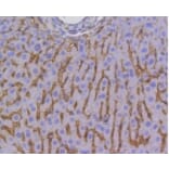 Anti-SCARB1 Antibody from Bioworld Technology (BS9858M) - Antibodies.com