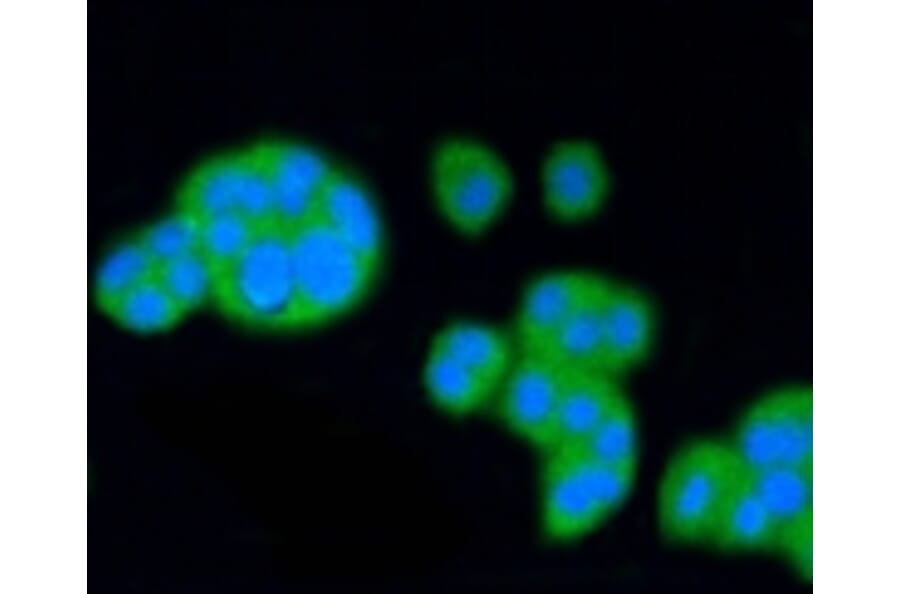 Anti-SCARB1 Antibody from Bioworld Technology (BS9858M) - Antibodies.com