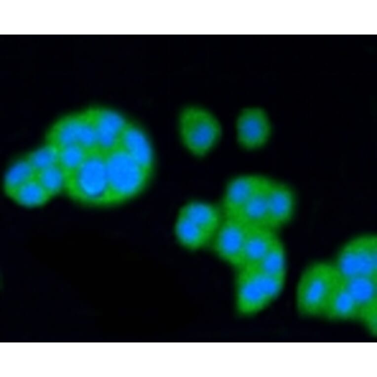 Anti-SCARB1 Antibody from Bioworld Technology (BS9858M) - Antibodies.com