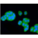 Anti-SCARB1 Antibody from Bioworld Technology (BS9858M) - Antibodies.com