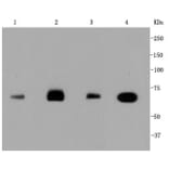 Anti-HSC 70 Antibody from Bioworld Technology (BS9859M) - Antibodies.com