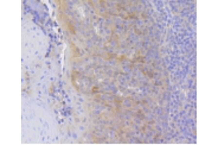 Anti-HSC 70 Antibody from Bioworld Technology (BS9859M) - Antibodies.com