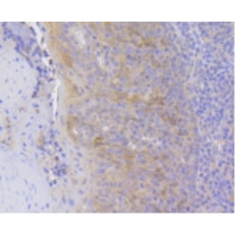 Anti-HSC 70 Antibody from Bioworld Technology (BS9859M) - Antibodies.com