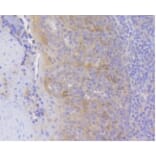 Anti-HSC 70 Antibody from Bioworld Technology (BS9859M) - Antibodies.com