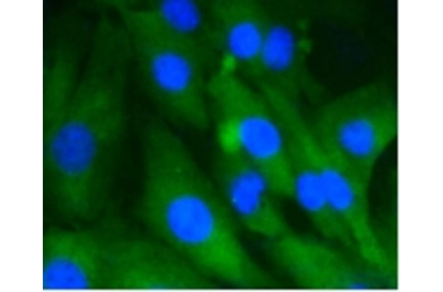 Anti-HSC 70 Antibody from Bioworld Technology (BS9859M) - Antibodies.com