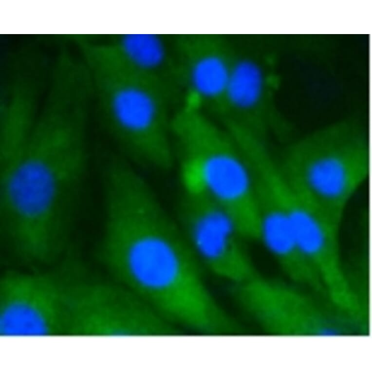 Anti-HSC 70 Antibody from Bioworld Technology (BS9859M) - Antibodies.com