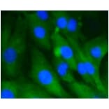 Anti-HSC 70 Antibody from Bioworld Technology (BS9859M) - Antibodies.com
