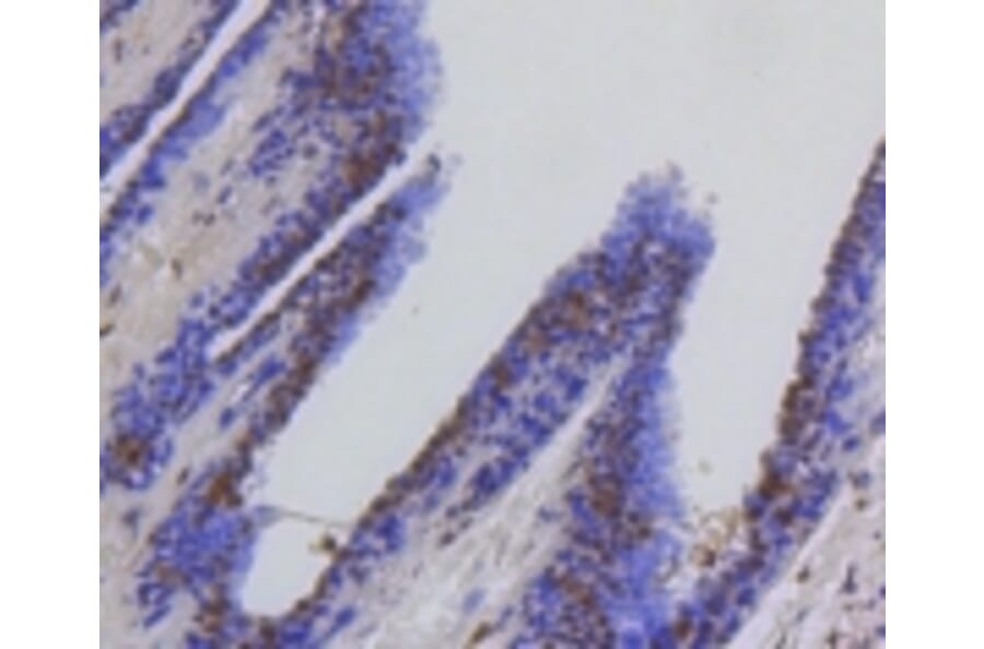 Anti-HSC 70 Antibody from Bioworld Technology (BS9859M) - Antibodies.com