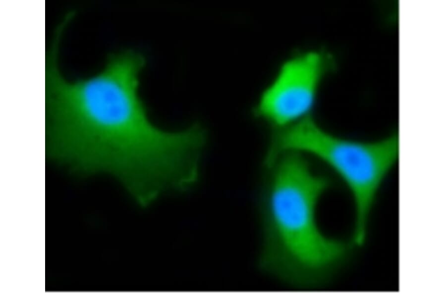 Anti-HSC 70 Antibody from Bioworld Technology (BS9859M) - Antibodies.com