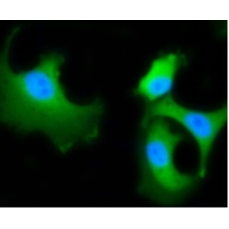 Anti-HSC 70 Antibody from Bioworld Technology (BS9859M) - Antibodies.com