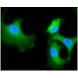 Anti-HSC 70 Antibody from Bioworld Technology (BS9859M) - Antibodies.com
