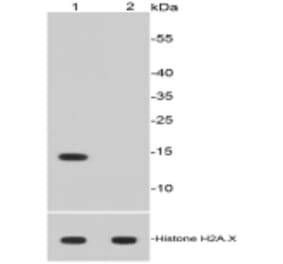 Anti-Histone H2A (Acetyl-K9) Antibody from Bioworld Technology (BS9860M) - Antibodies.com