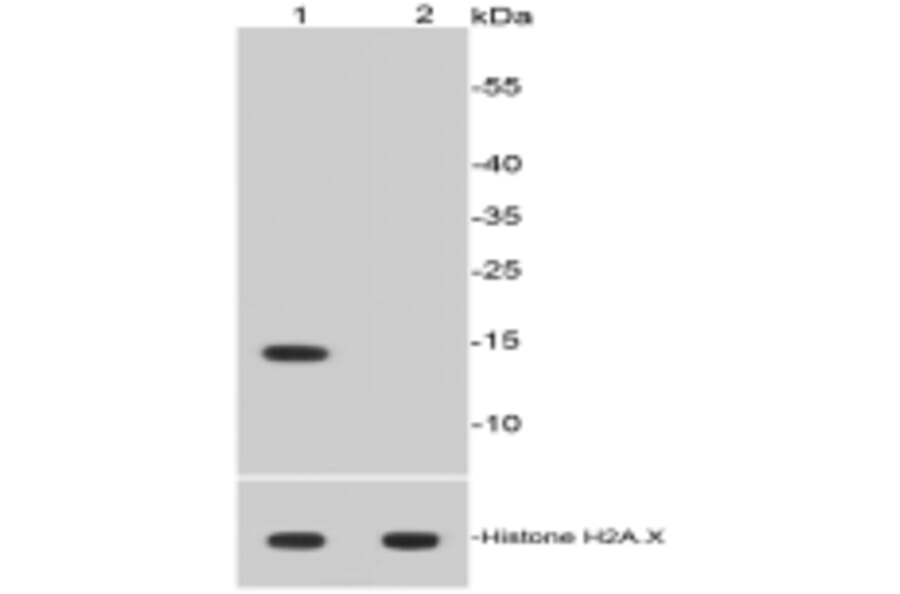 Anti-Histone H2A (Acetyl-K9) Antibody from Bioworld Technology (BS9860M) - Antibodies.com