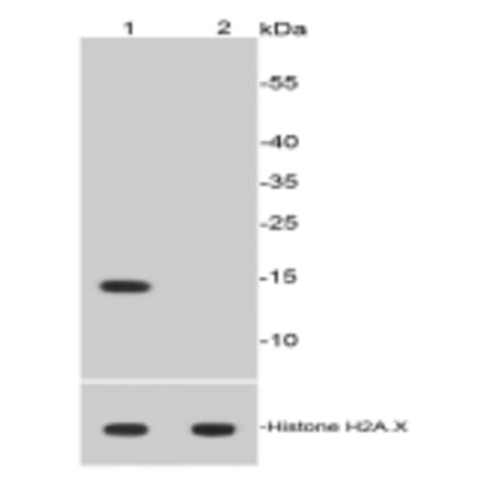 Anti-Histone H2A (Acetyl-K9) Antibody from Bioworld Technology (BS9860M) - Antibodies.com