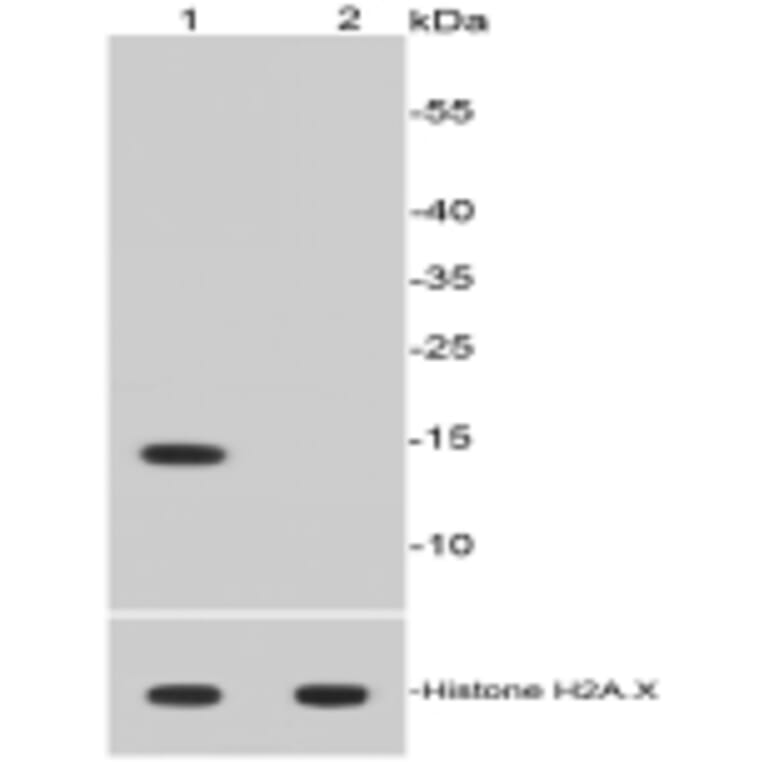 Anti-Histone H2A (Acetyl-K9) Antibody from Bioworld Technology (BS9860M) - Antibodies.com