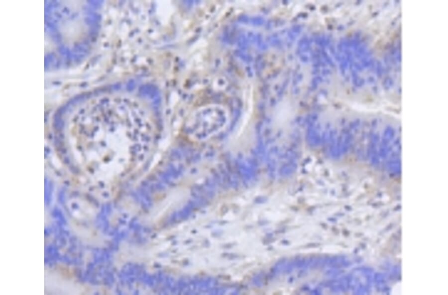 Anti-Histone H2A (Acetyl-K9) Antibody from Bioworld Technology (BS9860M) - Antibodies.com