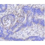 Anti-Histone H2A (Acetyl-K9) Antibody from Bioworld Technology (BS9860M) - Antibodies.com