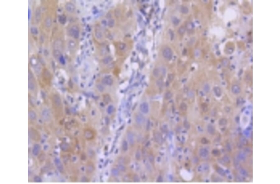 Anti-Histone H2A (Acetyl-K9) Antibody from Bioworld Technology (BS9860M) - Antibodies.com