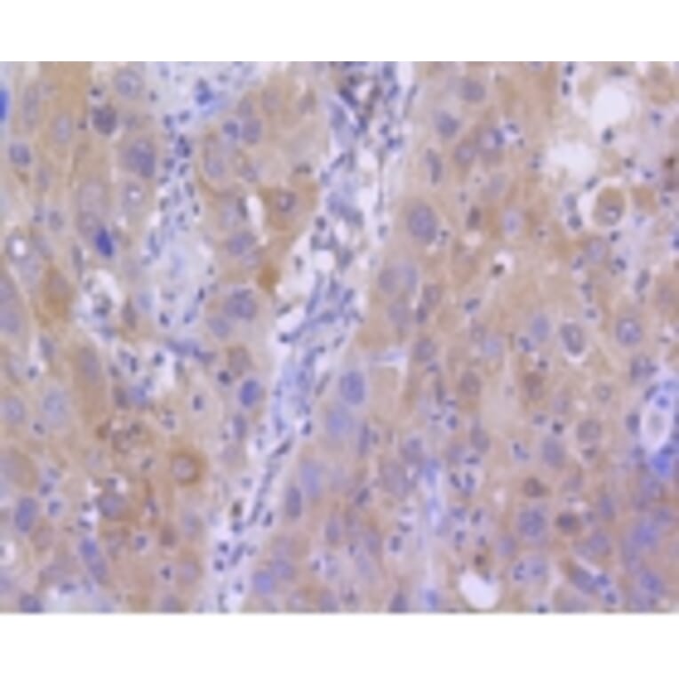 Anti-Histone H2A (Acetyl-K9) Antibody from Bioworld Technology (BS9860M) - Antibodies.com