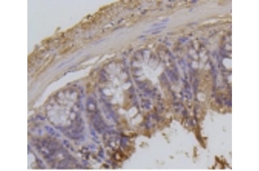 Anti-Histone H2A (Acetyl-K9) Antibody from Bioworld Technology (BS9860M) - Antibodies.com