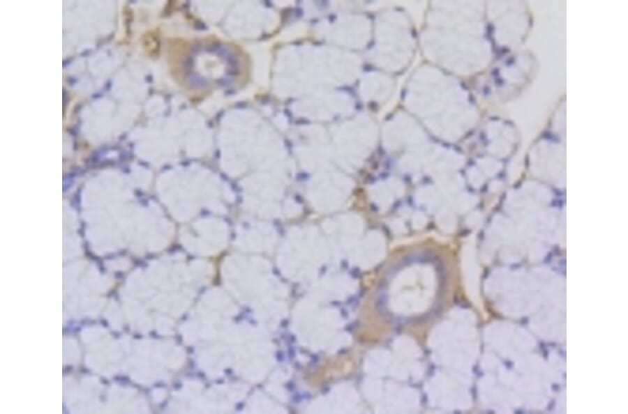 Anti-Histone H2A (Acetyl-K9) Antibody from Bioworld Technology (BS9860M) - Antibodies.com