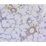 Anti-Histone H2A (Acetyl-K9) Antibody from Bioworld Technology (BS9860M) - Antibodies.com