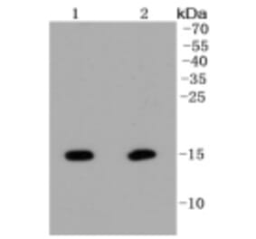 Anti-Histone H2A (Hydroxyl-Y39) Antibody from Bioworld Technology (BS9861M) - Antibodies.com