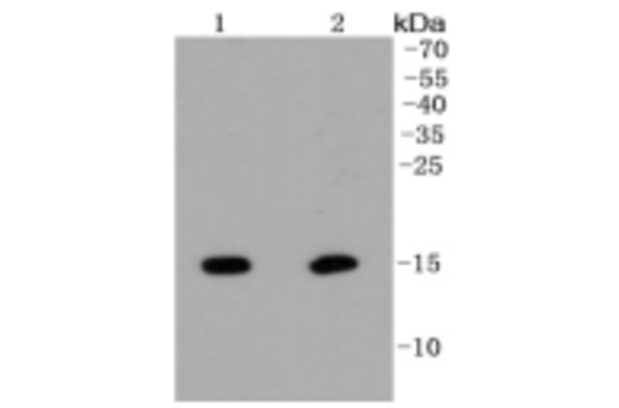 Anti-Histone H2A (Hydroxyl-Y39) Antibody from Bioworld Technology (BS9861M) - Antibodies.com