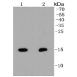 Anti-Histone H2A (Hydroxyl-Y39) Antibody from Bioworld Technology (BS9861M) - Antibodies.com