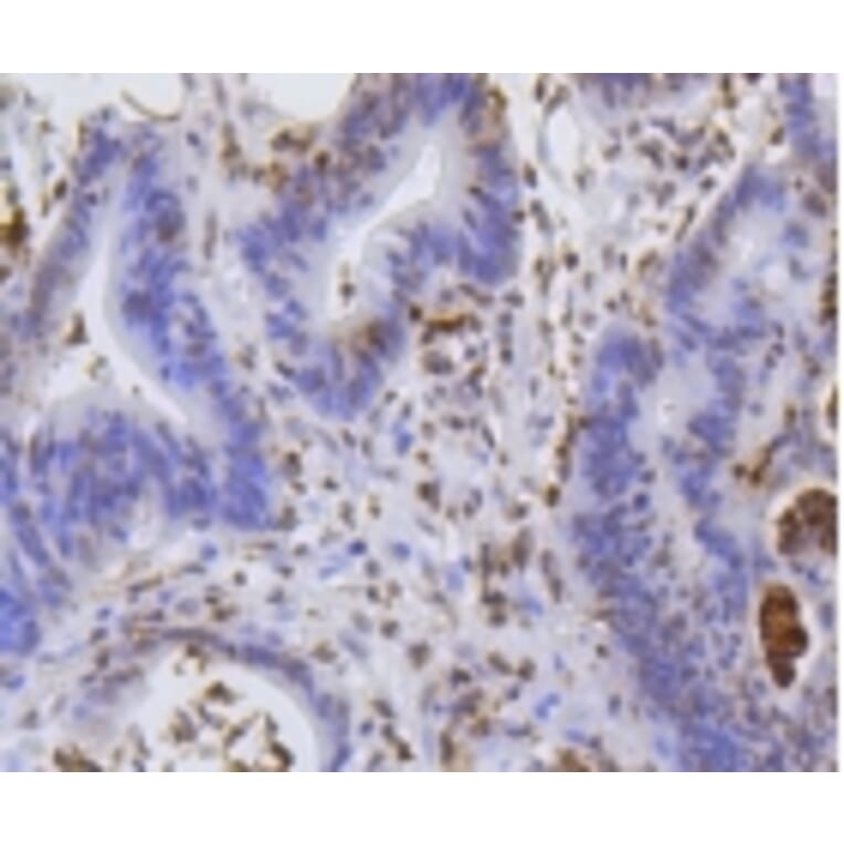 Anti-Histone H2A (Hydroxyl-Y39) Antibody from Bioworld Technology (BS9861M) - Antibodies.com