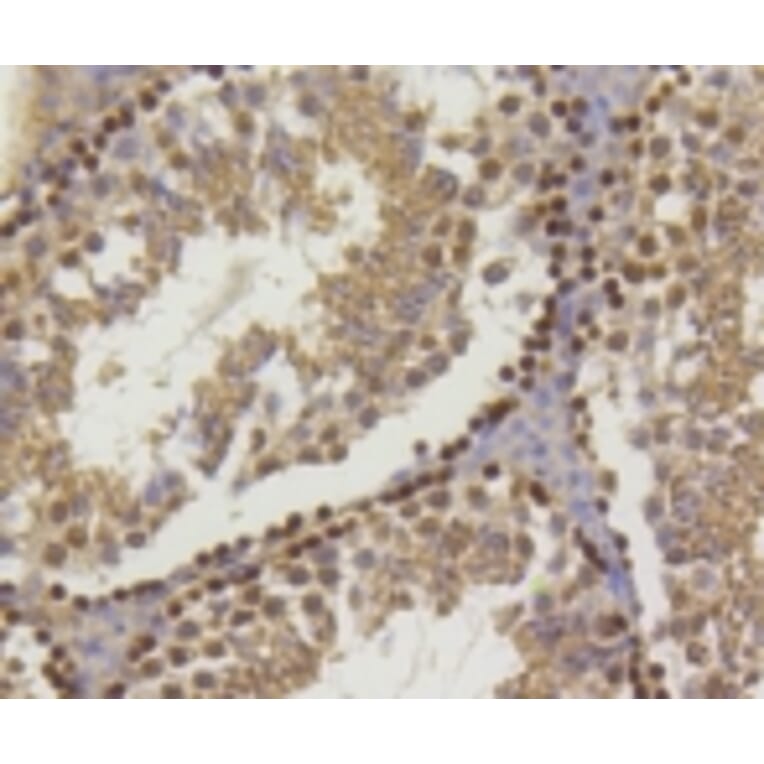 Anti-Histone H2A (Hydroxyl-Y39) Antibody from Bioworld Technology (BS9861M) - Antibodies.com