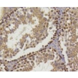 Anti-Histone H2A (Hydroxyl-Y39) Antibody from Bioworld Technology (BS9861M) - Antibodies.com