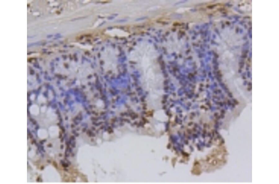 Anti-Histone H2A (Hydroxyl-Y39) Antibody from Bioworld Technology (BS9861M) - Antibodies.com