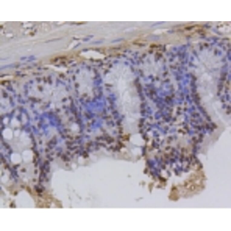 Anti-Histone H2A (Hydroxyl-Y39) Antibody from Bioworld Technology (BS9861M) - Antibodies.com