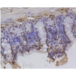 Anti-Histone H2A (Hydroxyl-Y39) Antibody from Bioworld Technology (BS9861M) - Antibodies.com