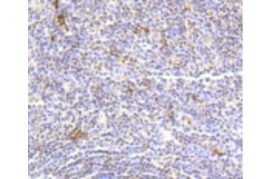 Anti-Histone H2A (Hydroxyl-Y39) Antibody from Bioworld Technology (BS9861M) - Antibodies.com