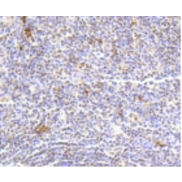 Anti-Histone H2A (Hydroxyl-Y39) Antibody from Bioworld Technology (BS9861M) - Antibodies.com