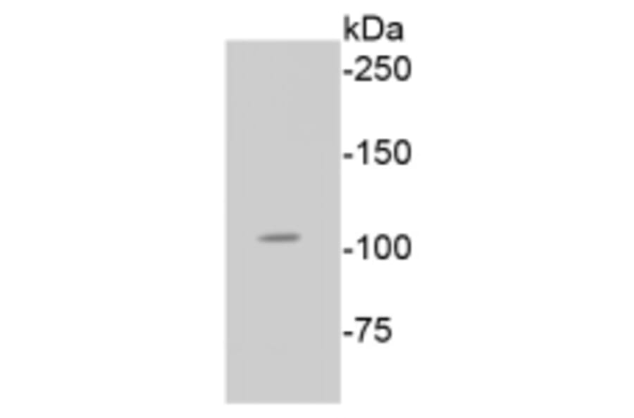 Anti-Rb (phospho-S807) Antibody from Bioworld Technology (BS9862M) - Antibodies.com